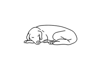 Comment nettoyer le panier de son chien ?